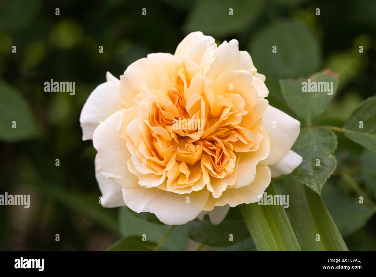 Rosa 'Harmode Allen Varenna'. Ambre d'or rose dans un jardin anglais. Banque D'Images