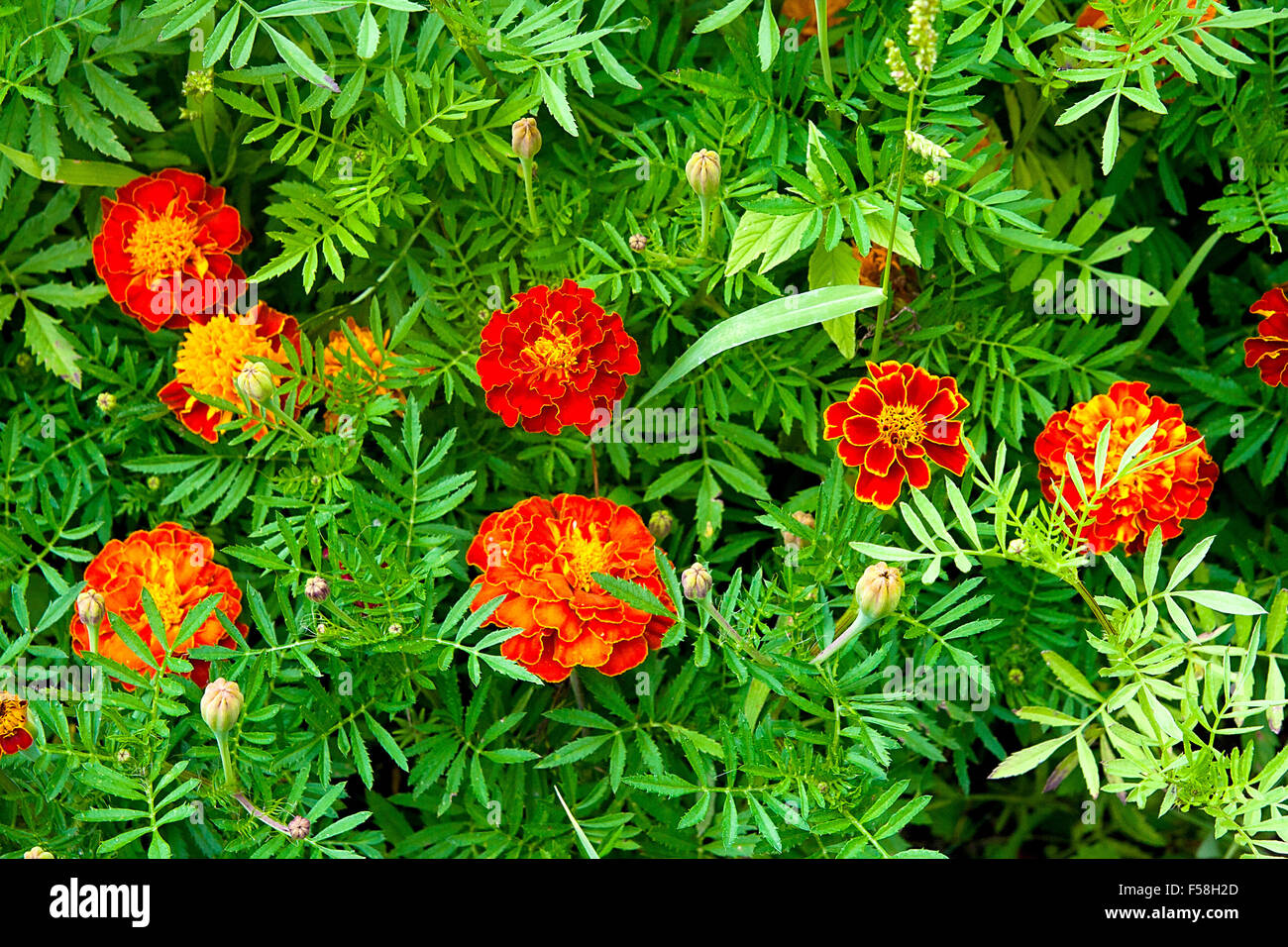 Un arrière-plan d'une seule machine floraison deautiful et fleurs d'oeillet.nom botanique est Tagetes patula. Banque D'Images