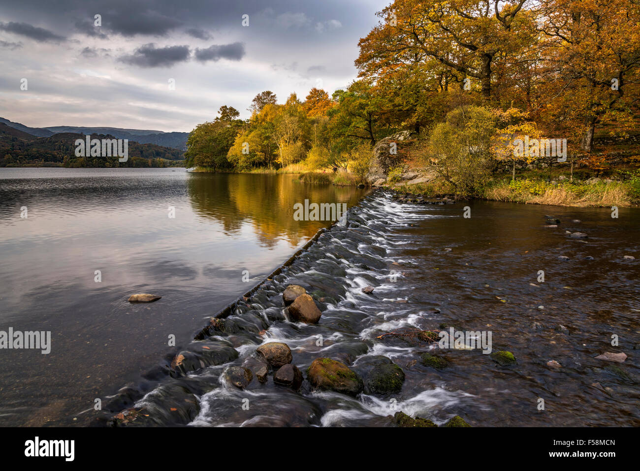 Dans Grasmere Cumbria lake district dans le nord-ouest de l'Angleterre. Auntumn feuilles dorées. Rothay rivière Weir Banque D'Images