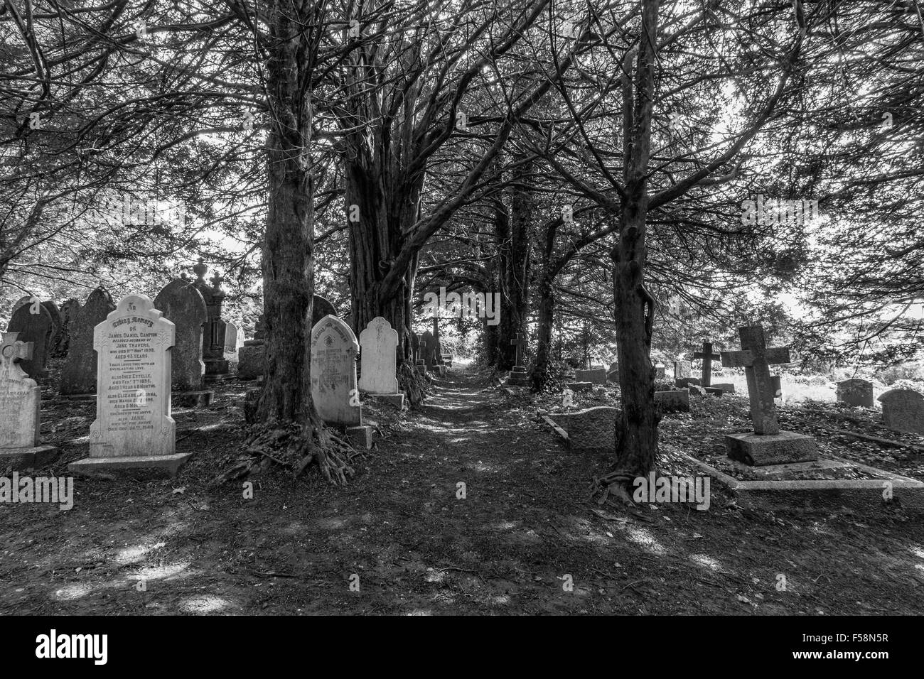 Yew Tree avenue à Saint Gluvias dans Penryn, Cornwall, UK Banque D'Images