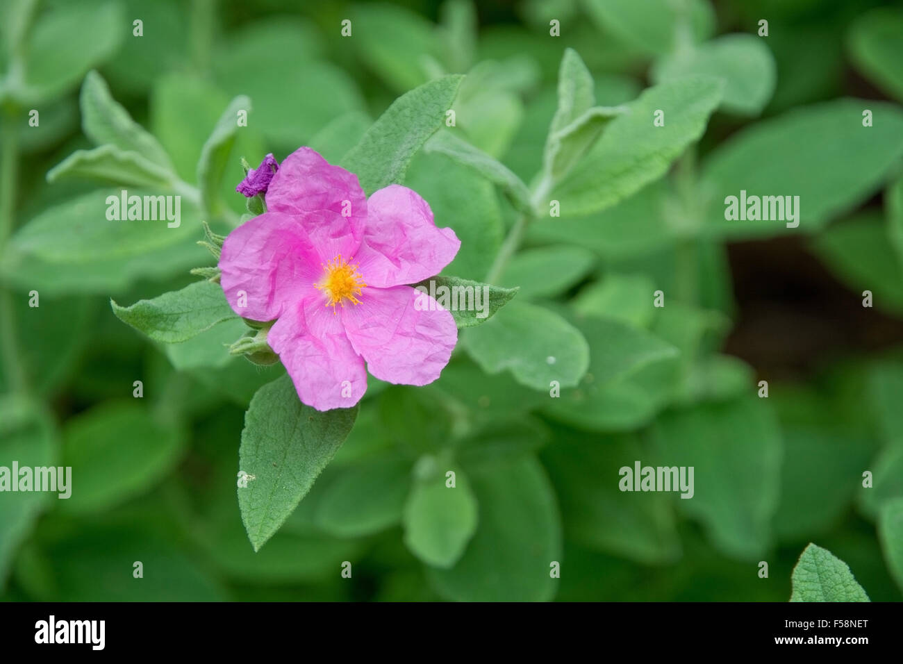 Rock rose rose avec des pistils jaunes gros plan sur les feuilles vertes. Banque D'Images