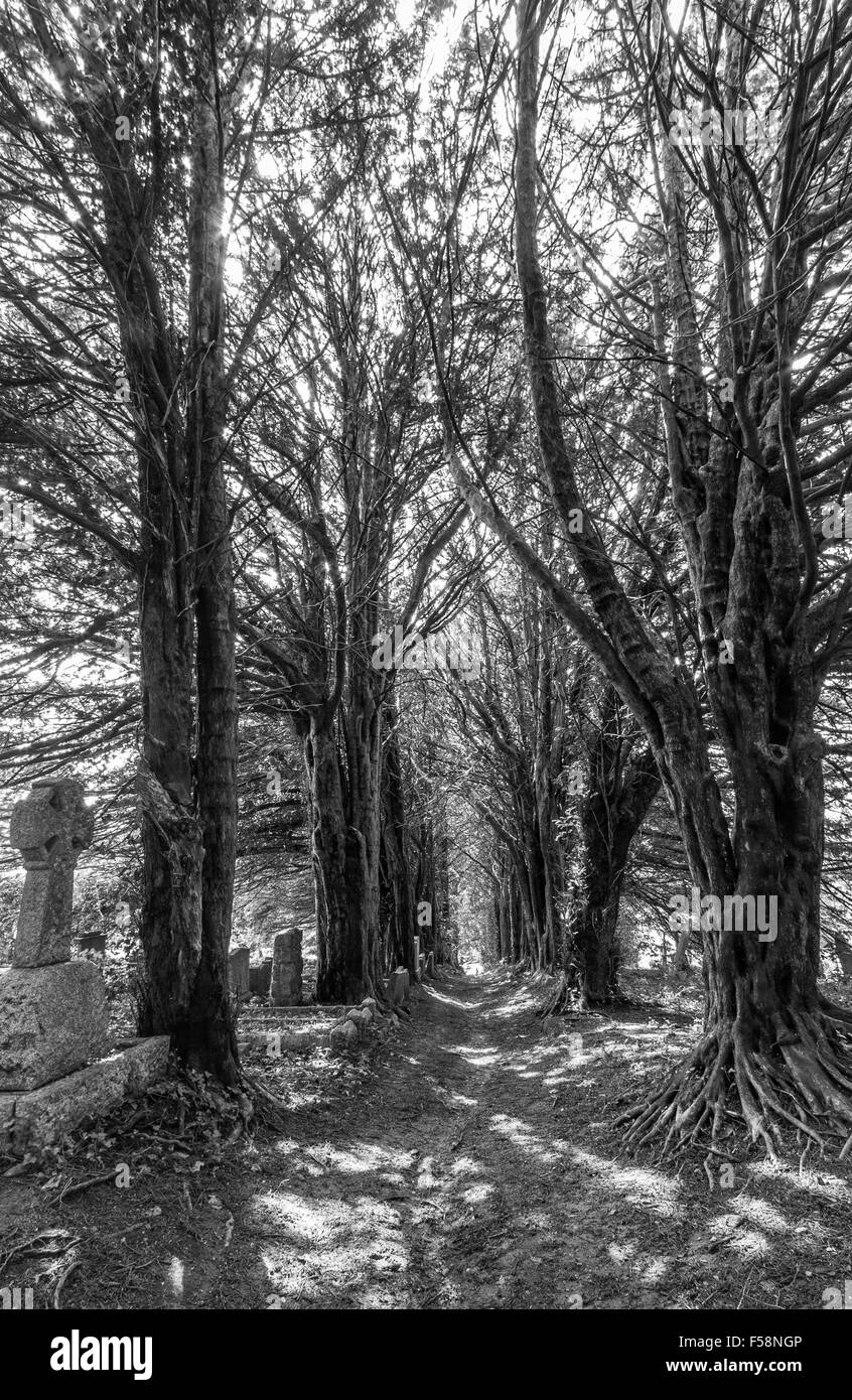 Yew Tree avenue à Saint Gluvias dans Penryn, Cornwall, UK Banque D'Images