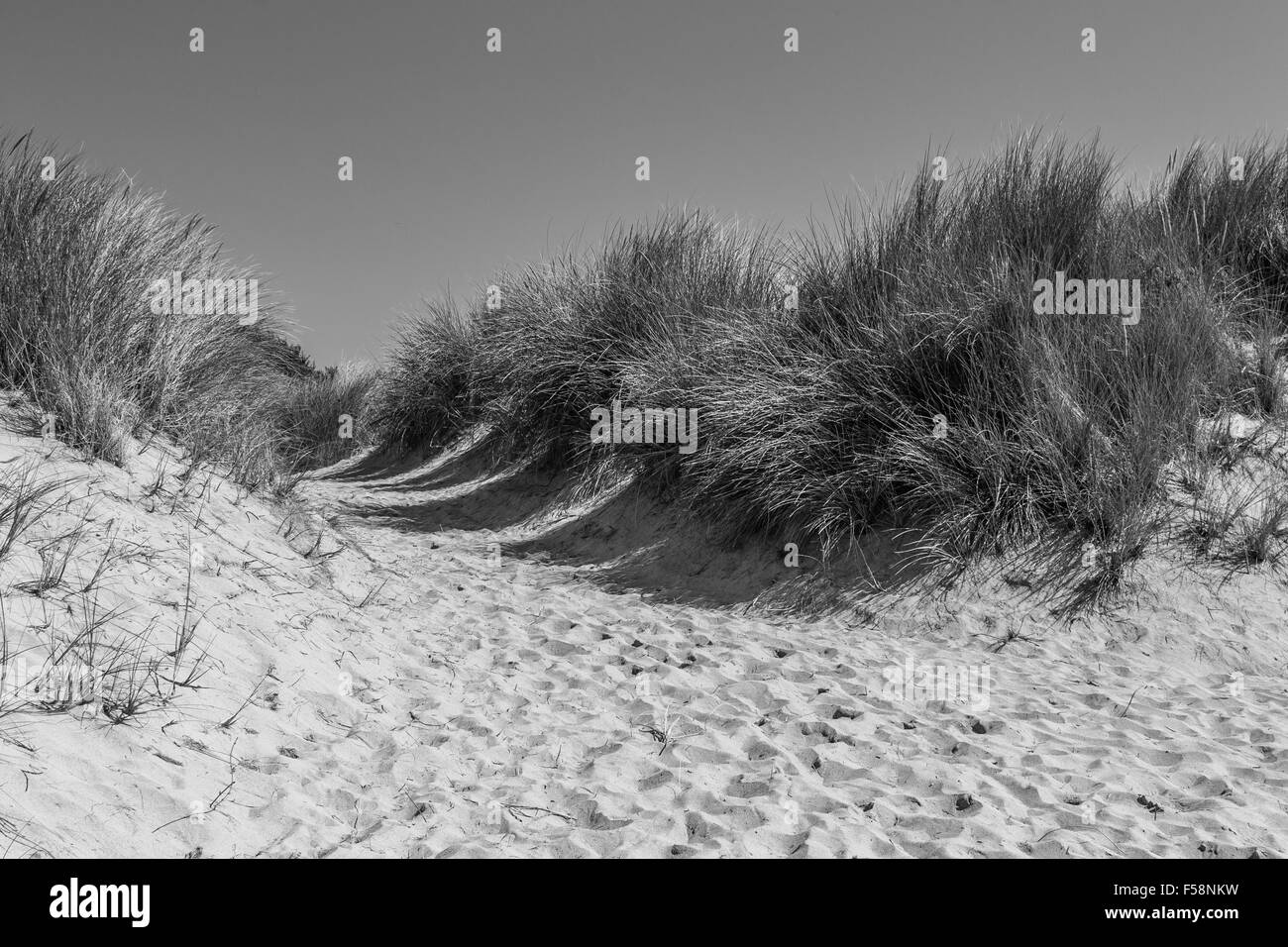 L'ammophile des graminées et des dunes de sable située à Hayle Towans à Cornwall. Banque D'Images