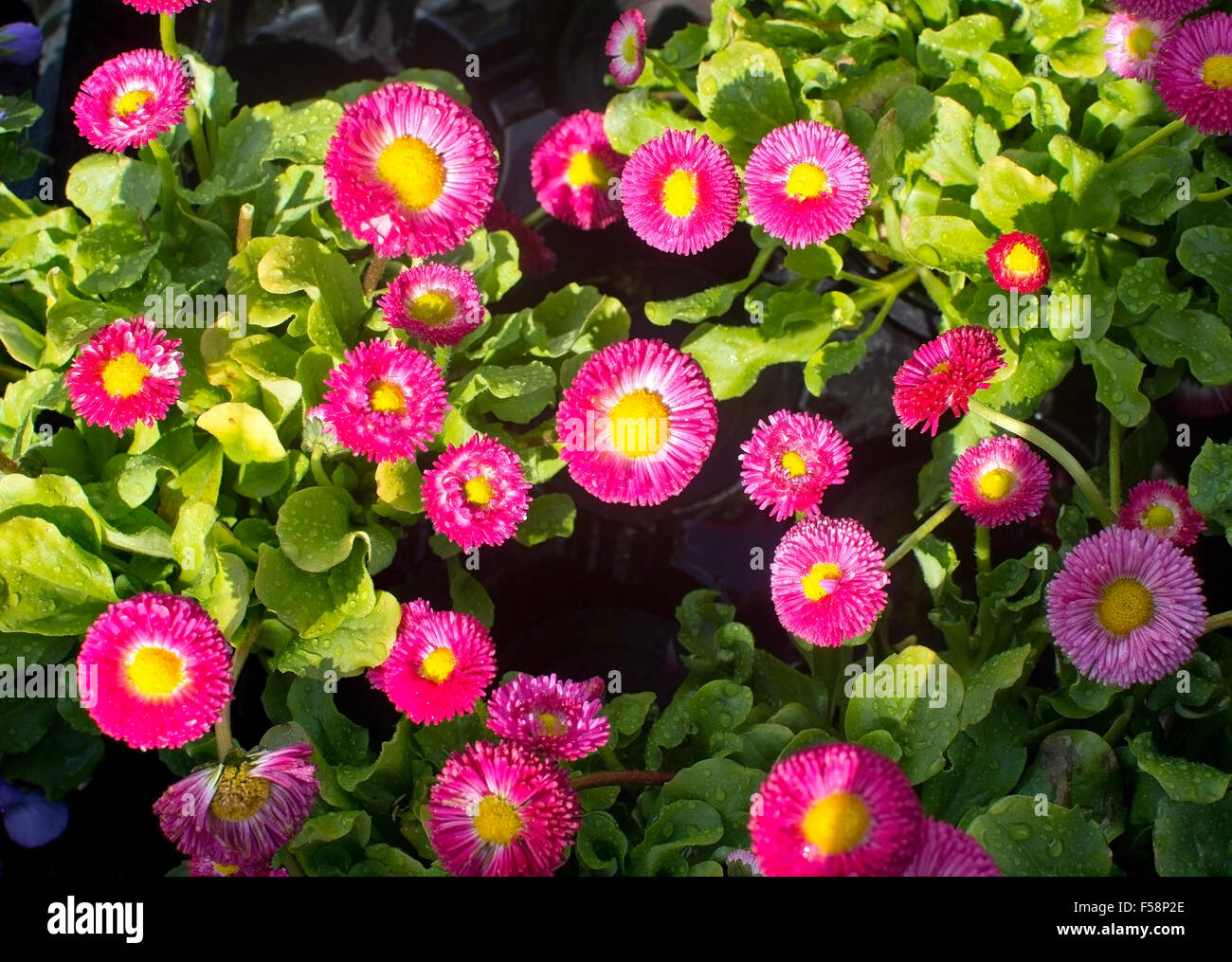 Rose et jaune fleurs Bellis perennis en extérieur en mai. Banque D'Images
