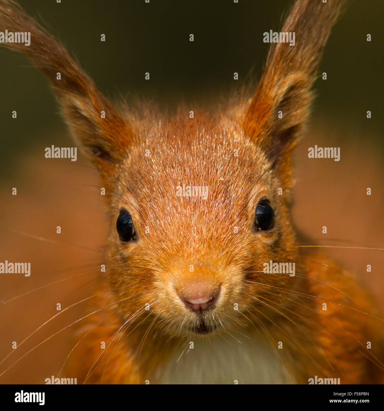 Portrait d'un écureuil roux Banque D'Images