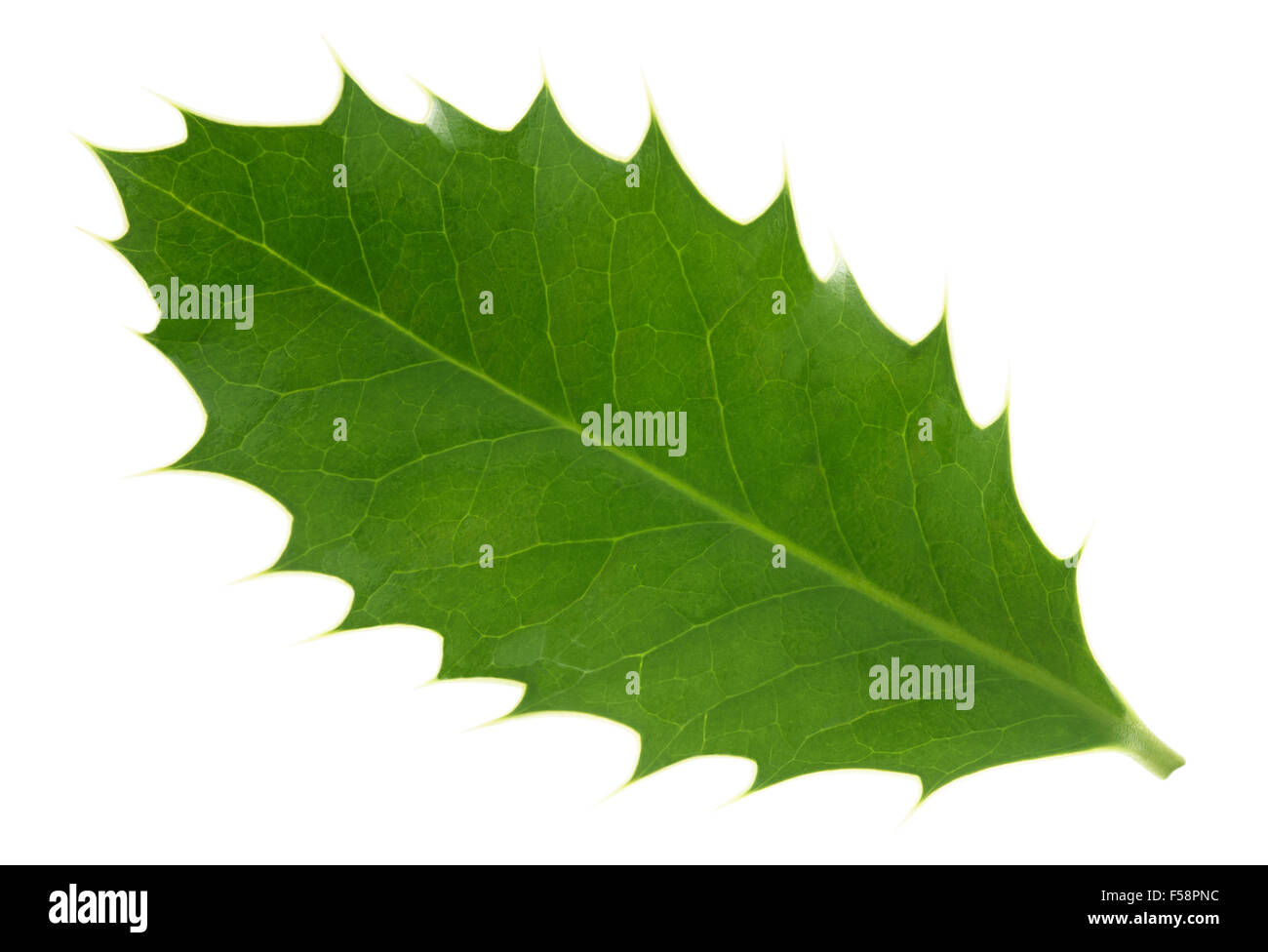 Holly leaf isolé sur fond blanc Banque D'Images