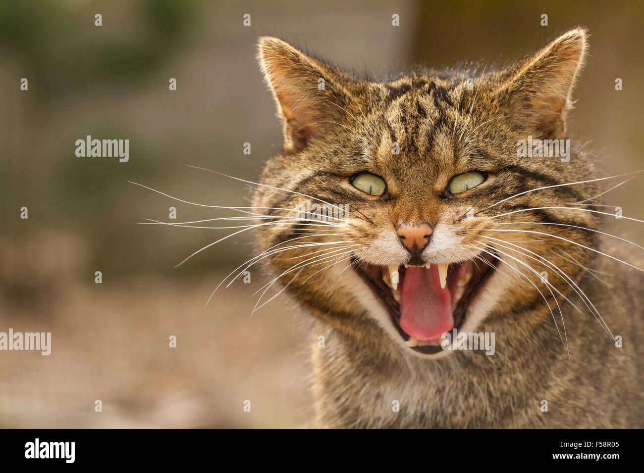 Scottish Wildcat Banque D'Images