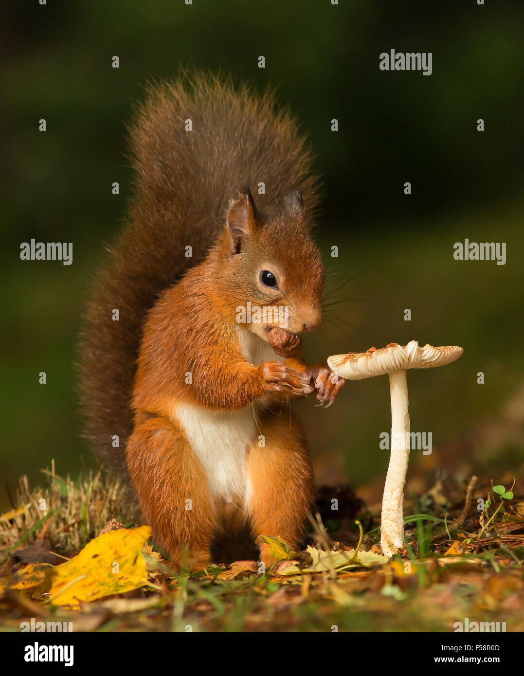 Écureuil rouge avec une noisette dans sa bouche debout près d'un champignon vénéneux donnant l'impression d'une table à manger Banque D'Images