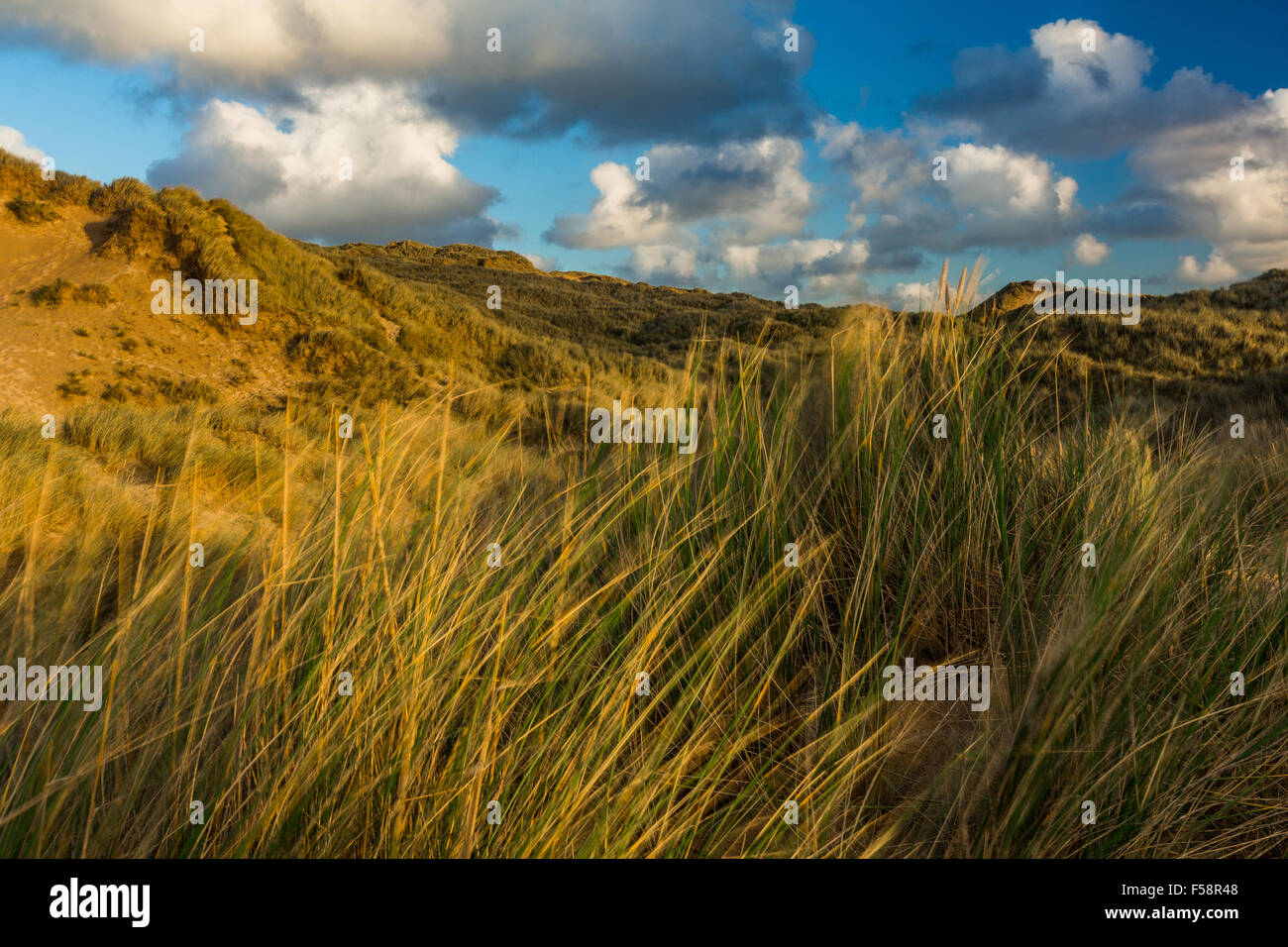 L'ammophile des graminées et des dunes de sable située à Baie de Holywell à Cornwall au cours de la lumière du soir près de coucher du soleil. Banque D'Images