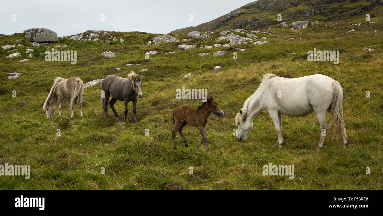 Eriskay poneys dont un jeune poulain sur Eriskay, Hébrides extérieures, en Écosse Banque D'Images