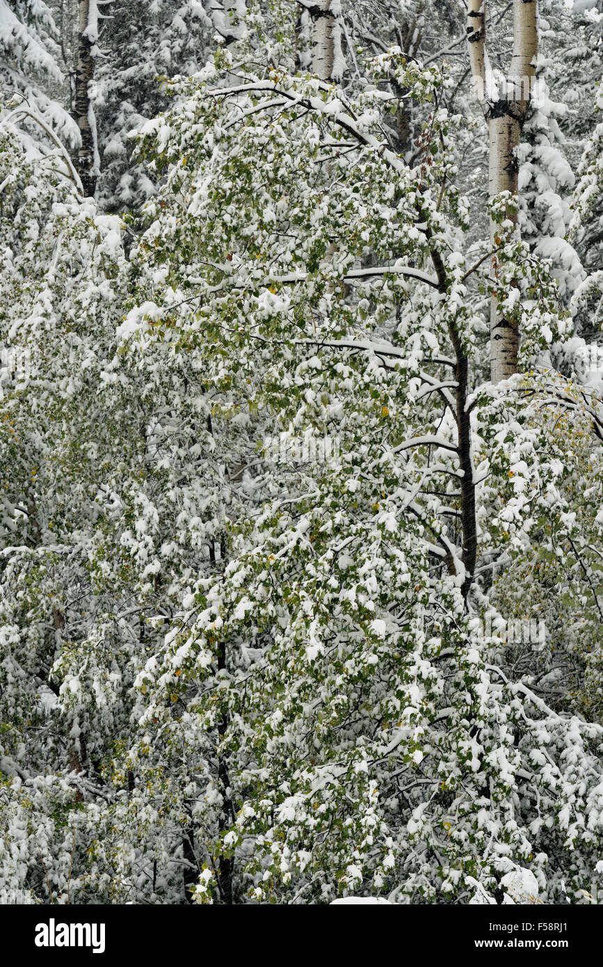 Conifères et de trembles de neige mouillée au début de septembre, Route de l'Alaska, près de Pink Mountain, Colombie-Britannique, Canada Banque D'Images