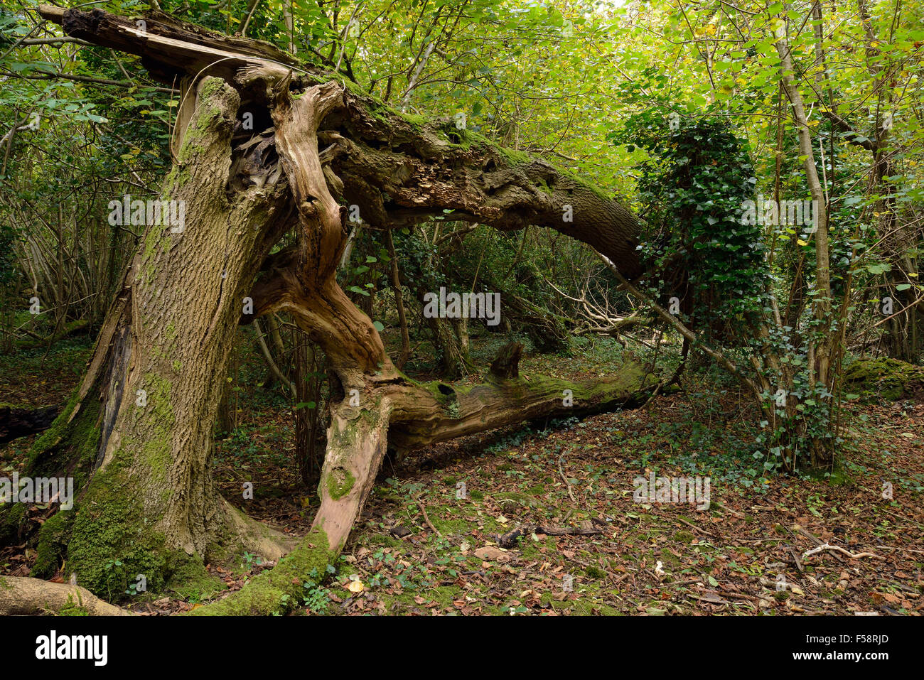 Vieux tronc d'arbre tombé avec off Banque D'Images