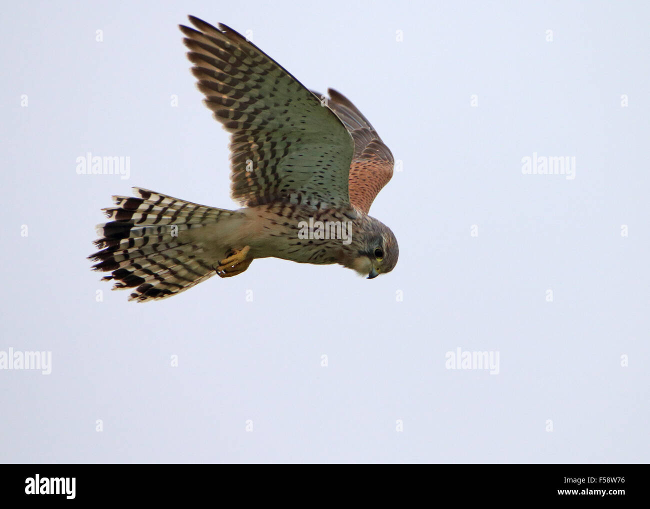 Kestrel Falco tinnunculus planant et à la proie Banque D'Images