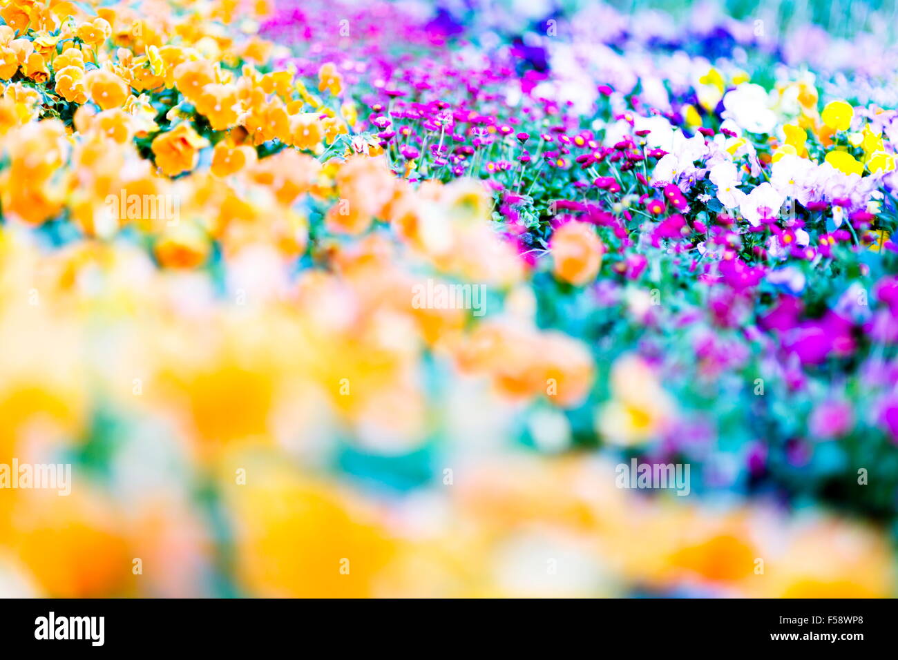 Pensées colorées en fleurs dans le parc Banque D'Images