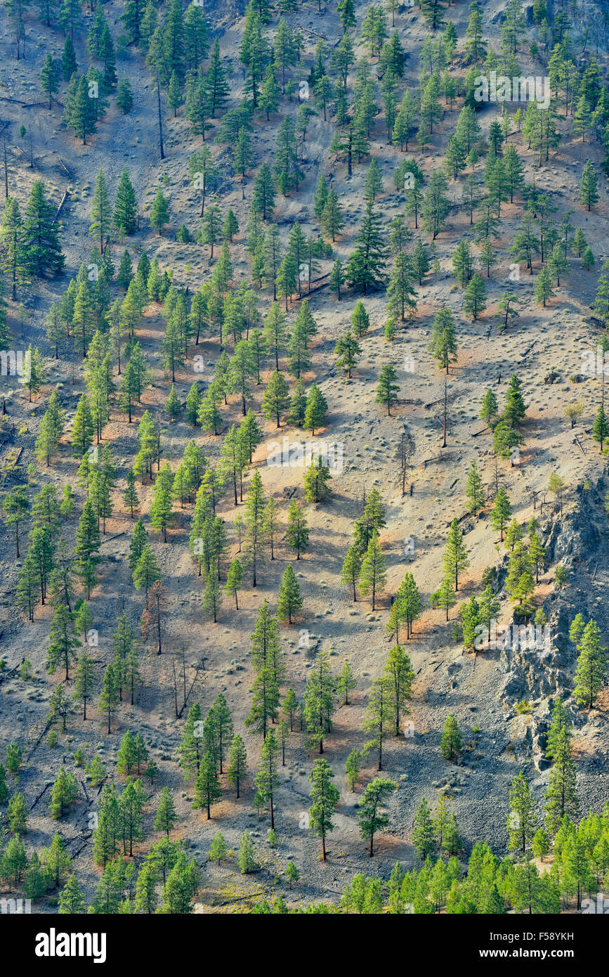 Pins ponderosa dans la vallée de la rivière Thompson, la Route 1 Quesnel pour Hope, Colombie-Britannique, Canada Banque D'Images