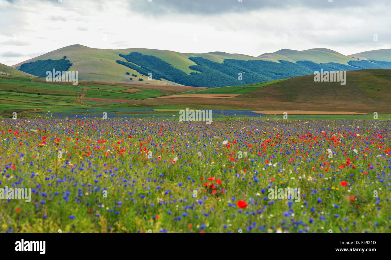 Blooming prairie de la Piana di Castelluccio di Norcia, parc national Monti Sibillini, Ombrie, Italie Banque D'Images