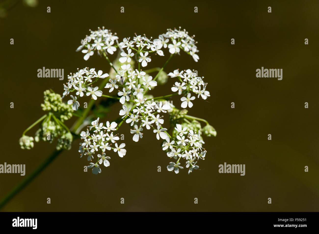 Cow parsley, Anthriscus sylvestris, ombelle de fleurs avec fleurs blanches au printemps et avant l'hogwseed apparaît, Mai Banque D'Images