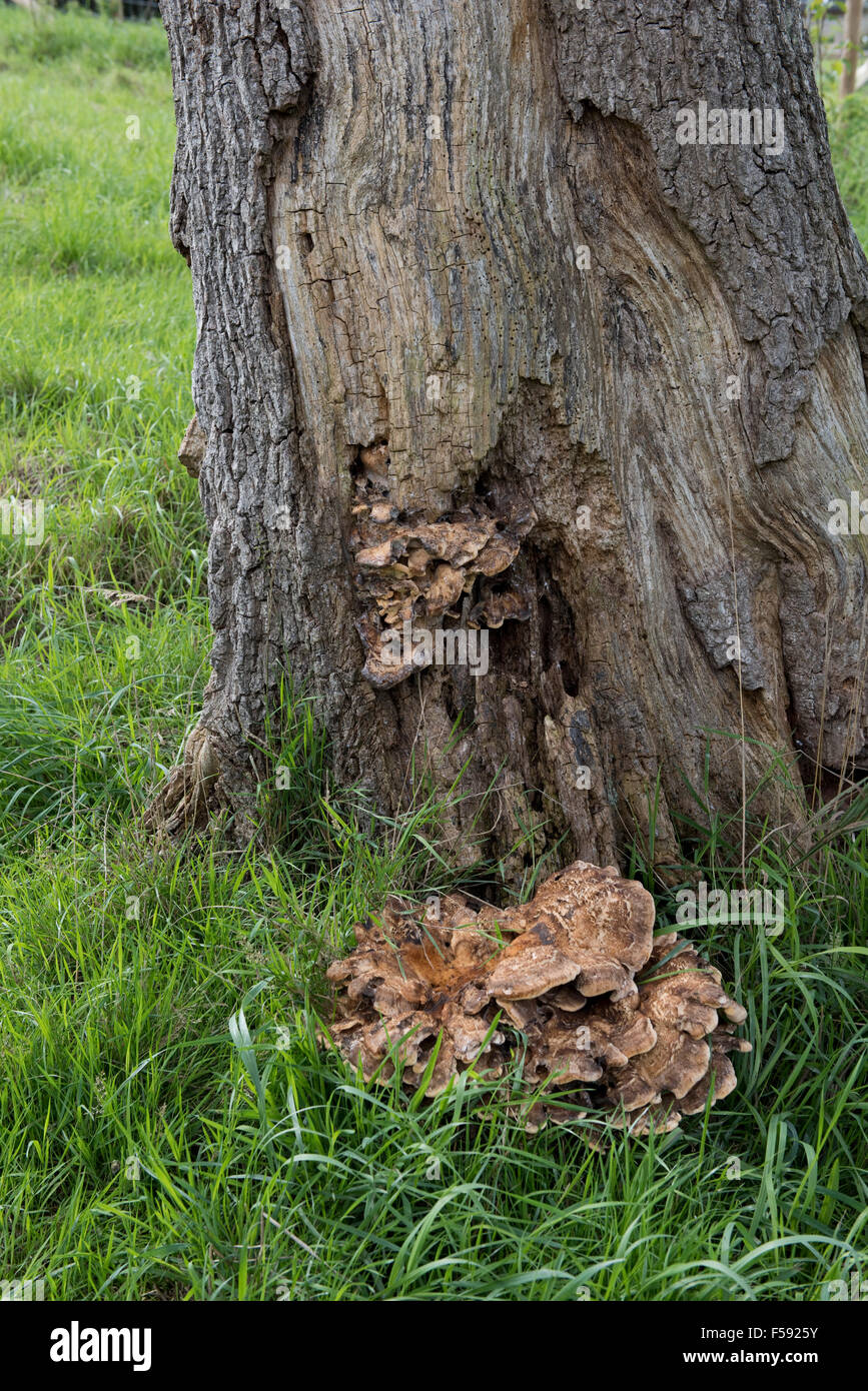 Base d'un chêne malade, Quercus robur, avec des organes de fructification de polypore géant, Meripilus giganteus, Banque D'Images