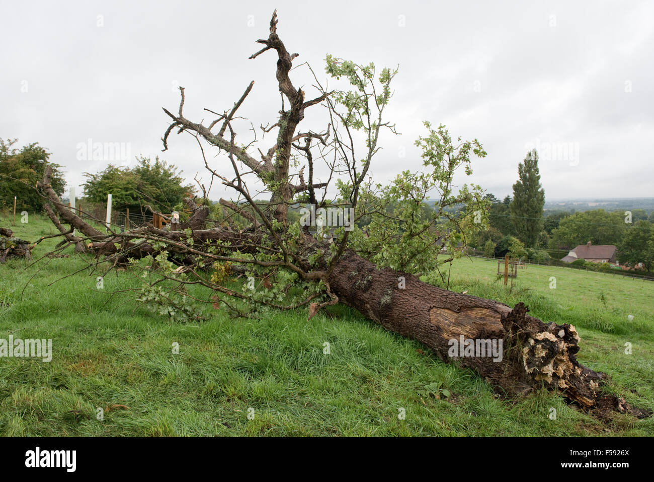 Fallen Oak tree, Quercus robur, avec feuillage clairsemé pourries et tués par plusieurs champignons pathogènes, Berkshire, Septembre Banque D'Images