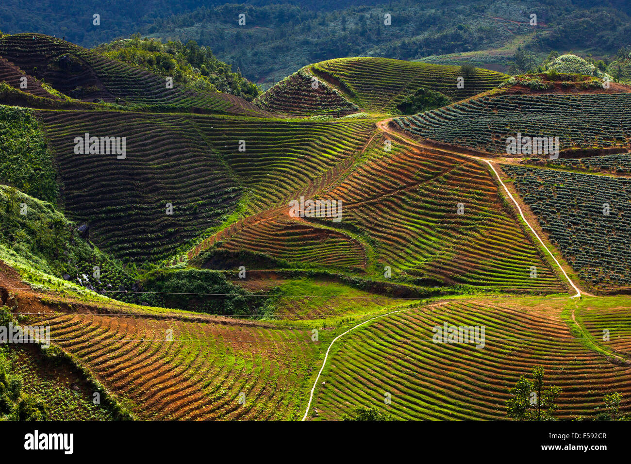 Les champs dans les montagnes près de Sapa, village du nord du Vietnam. Banque D'Images
