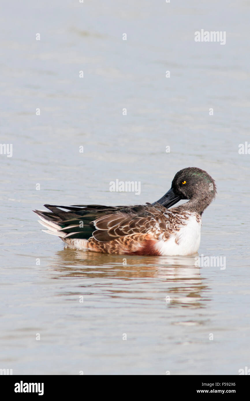 Canard de la pelle butte, spatule clypeata, portrait vertical d'un homme adulte dans le plumage eclipse nageant sur l'eau. Banque D'Images