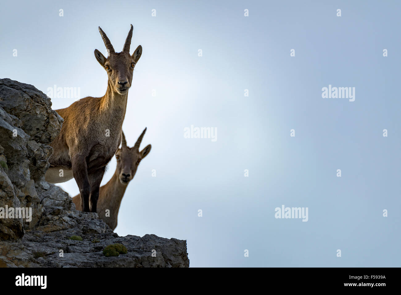 Bouquetin des Alpes, également steinbock ou bouquetin (Capra ibex) femmes debout sur rock, Gramais, vallée de Lech, dans le Tyrol, Autriche Banque D'Images