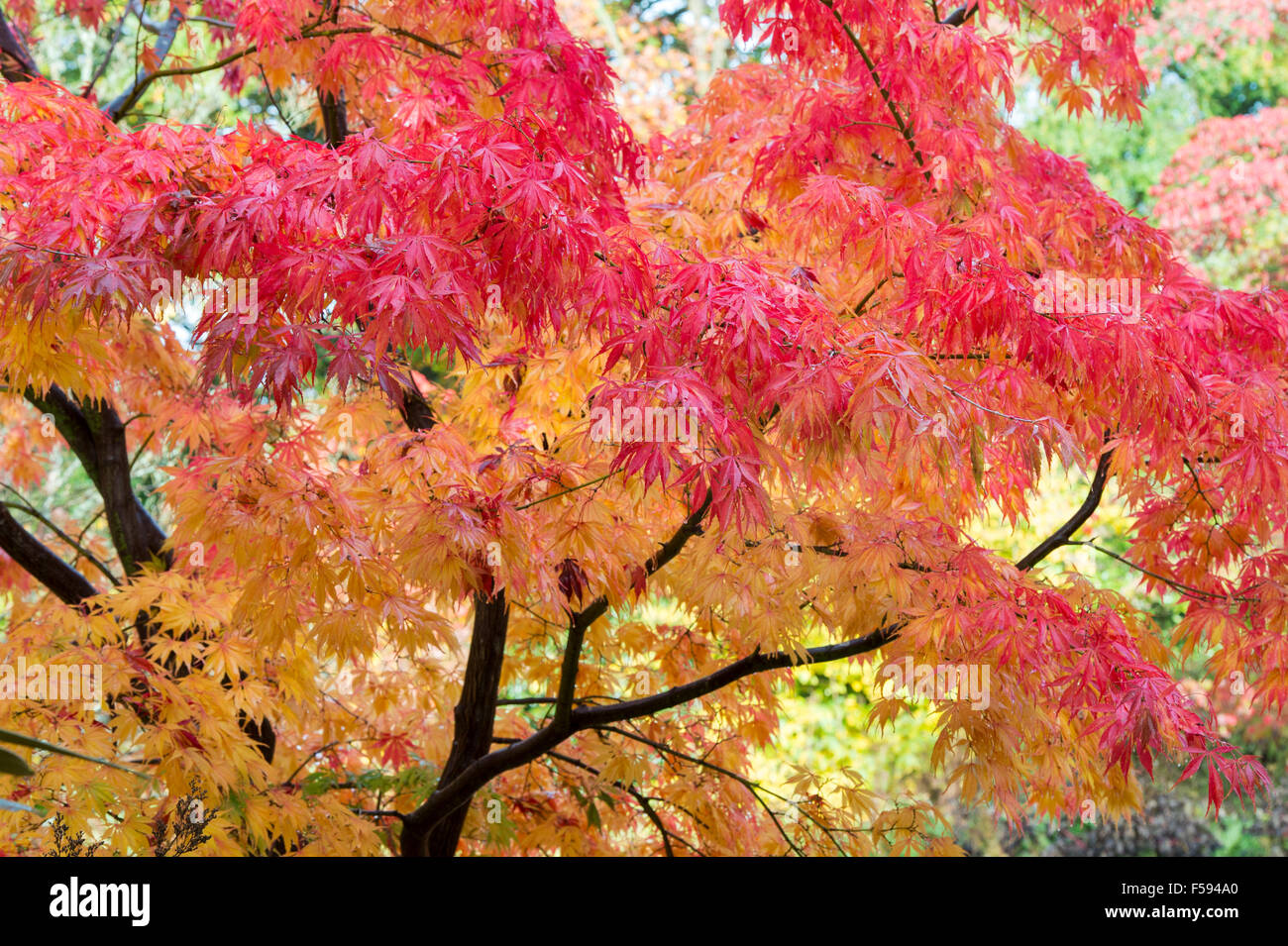 Acer palmatum 'Elegans'. En automne de l'érable japonais Banque D'Images