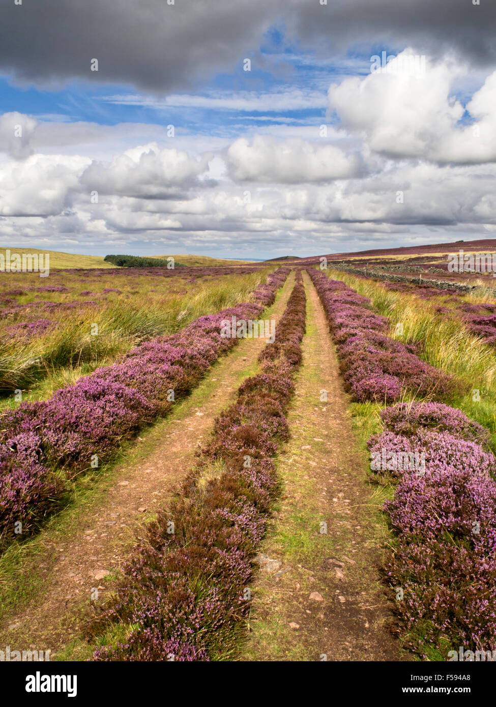 La voie agricole à travers la lande de bruyère Wooler près de Parc National de Northumberland England Banque D'Images