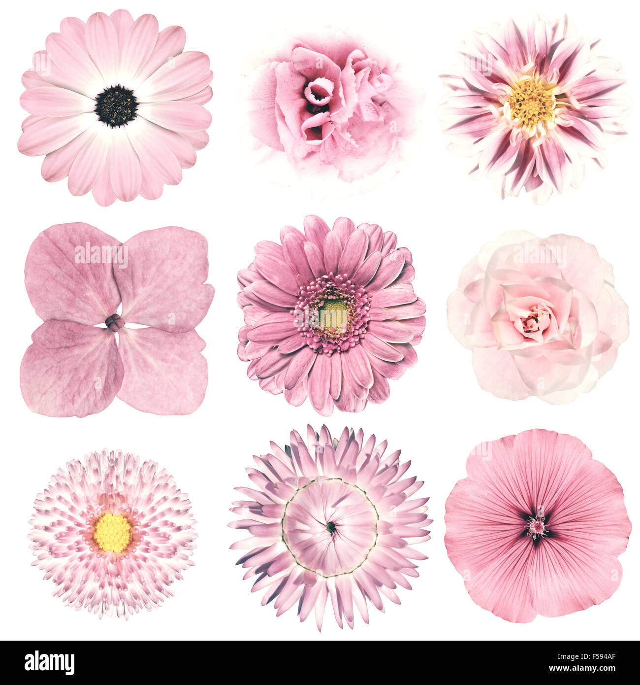 Sélection de diverses fleurs en rose Vintage Retro Style isolé sur fond blanc. Daisy, Chrystanthemum, bleuet, Dahlia Banque D'Images
