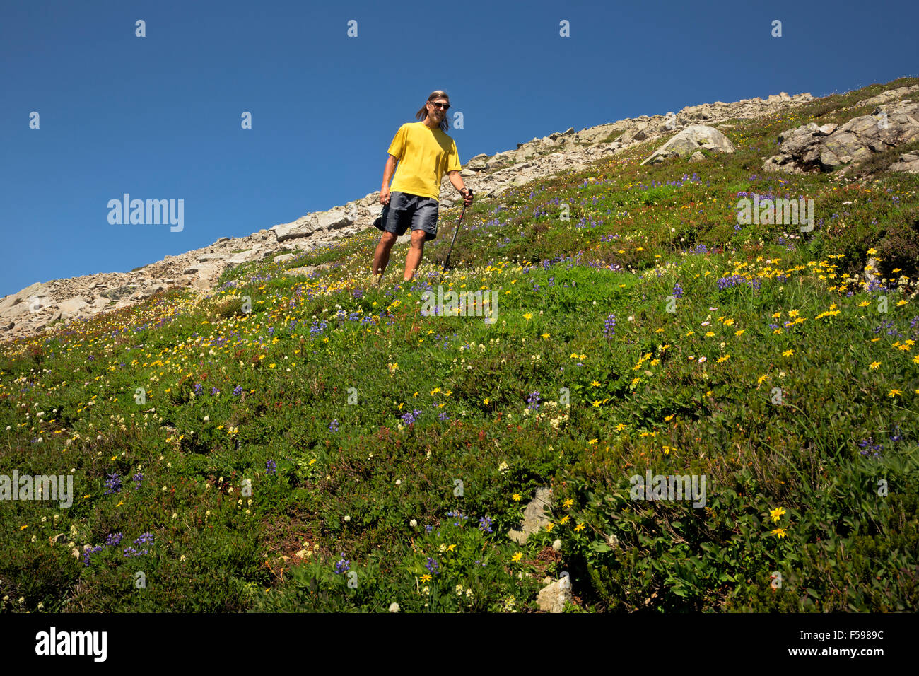 WASHINGTON - Un goût en passant par les prés couverts de fleurs sur la route entre Tin Pan Gap et trois doigts Lookout. Banque D'Images