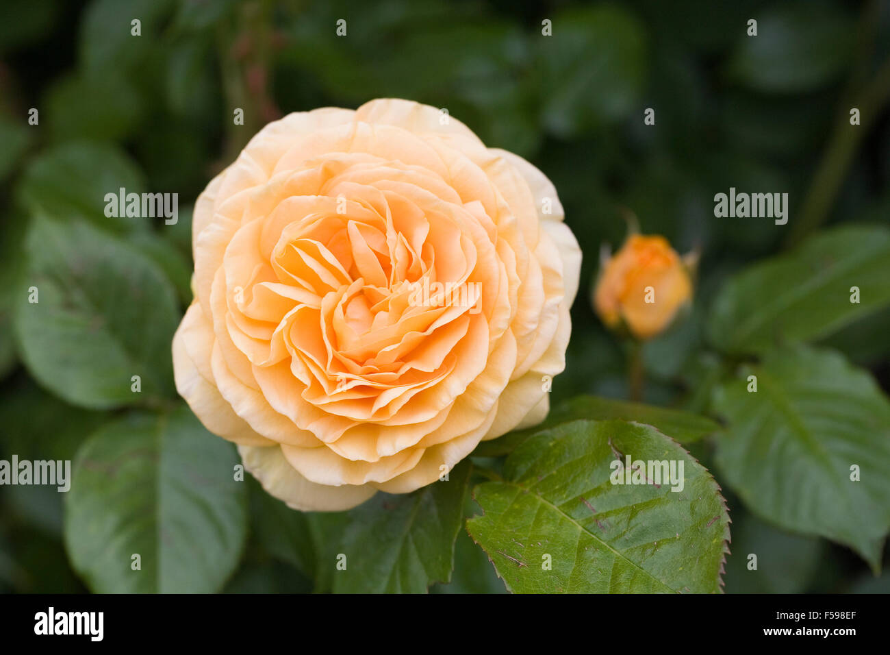 Rosa 'Absolutely Fabulous' (Wekvossutono). Golden rose jaune dans un jardin anglais. Banque D'Images