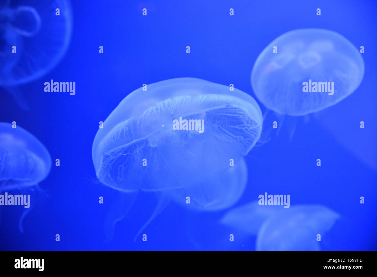 Grand groupe de méduses Aurelia aurita dans un réservoir de l'aquarium de Gênes le plus grand et le plus célèbre en Europe Banque D'Images