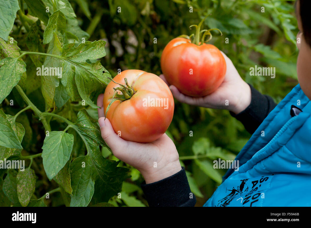 Garçon de 6 choisir les tomates de vigne - USA Banque D'Images