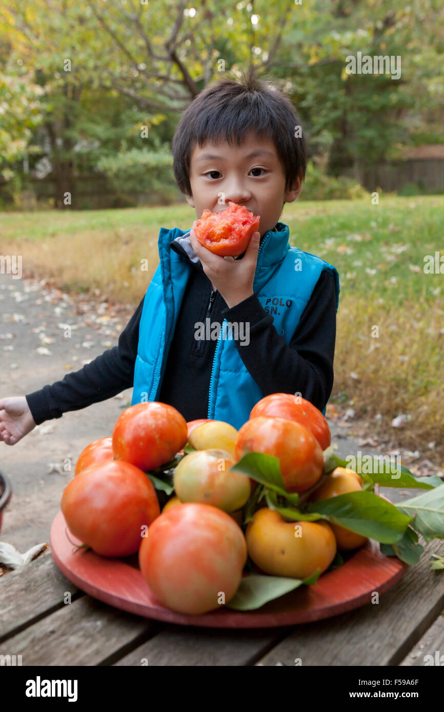 Asian boy, 6 ans, manger la tomate fraîche récoltée à jardin - USA Banque D'Images