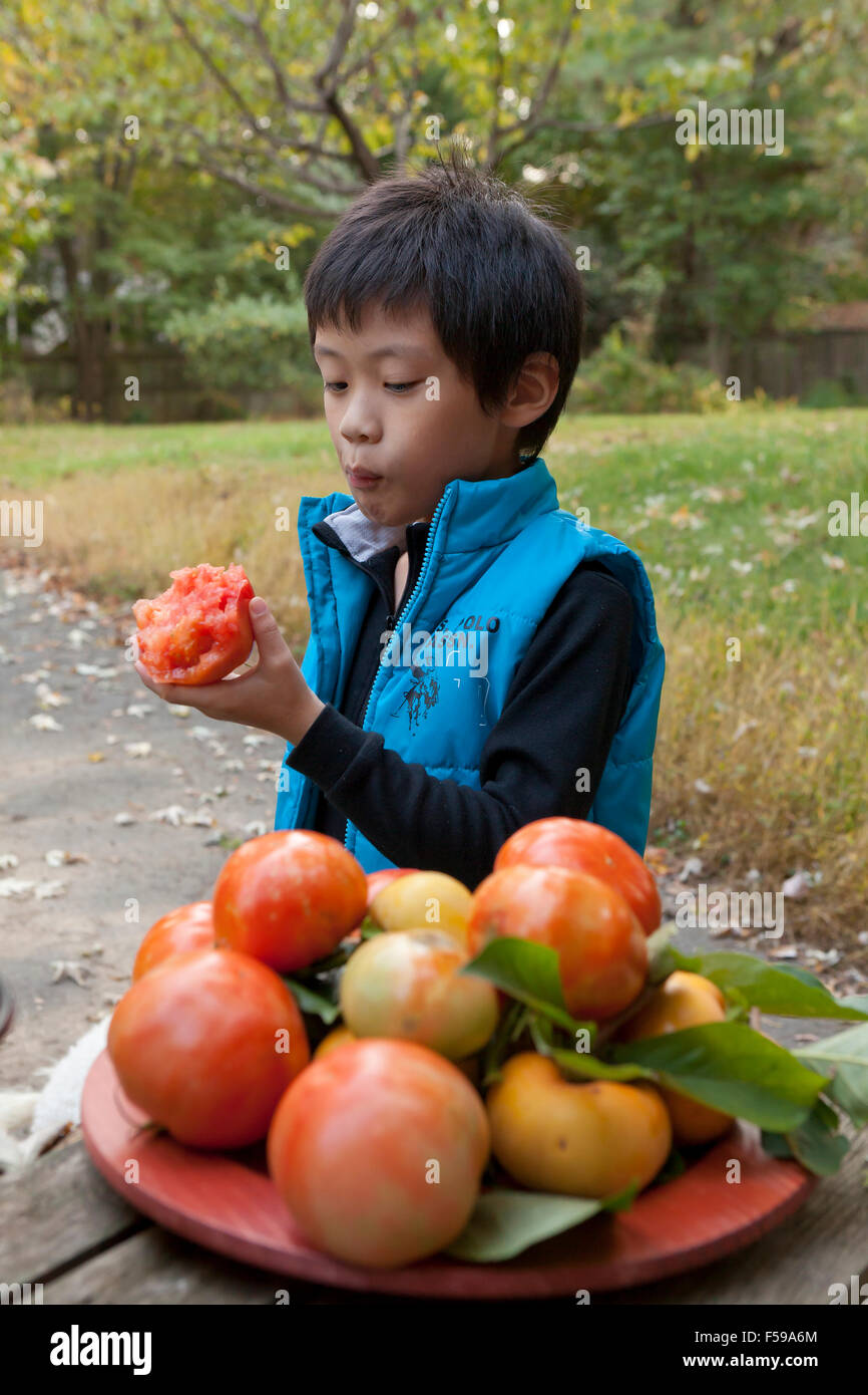 Asian boy, 6 ans, manger la tomate fraîche récoltée à jardin - USA Banque D'Images
