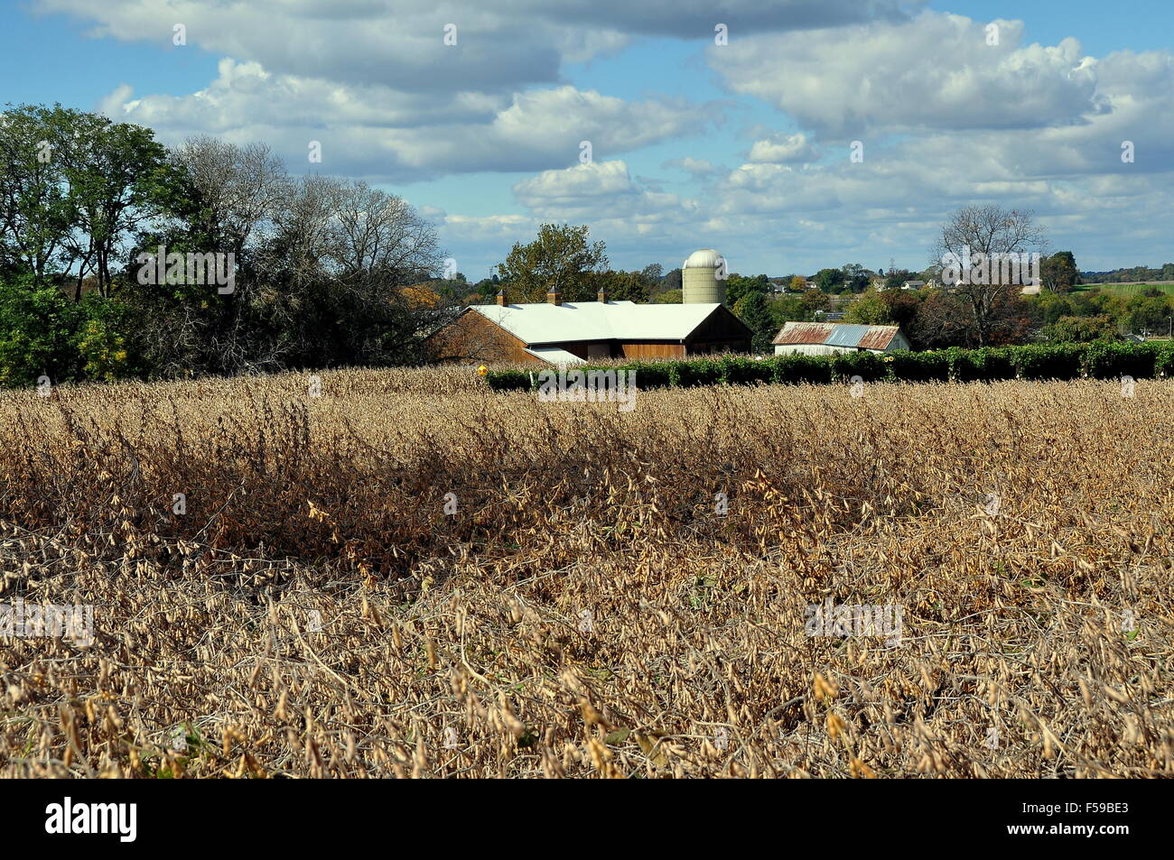 Le Comté de Lancaster en Pennsylvanie : Les champs de soja, une rangée de vignes de raisins verts, et les amish farm Banque D'Images