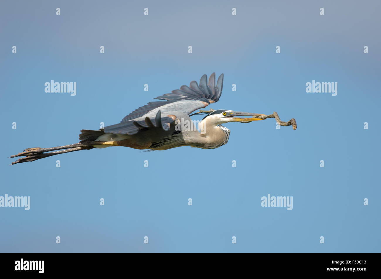 Grand Héron (Ardea herodias) amener un stick à la nidification mate Arthur R Marshall National Wildlife Reserve en Floride Banque D'Images