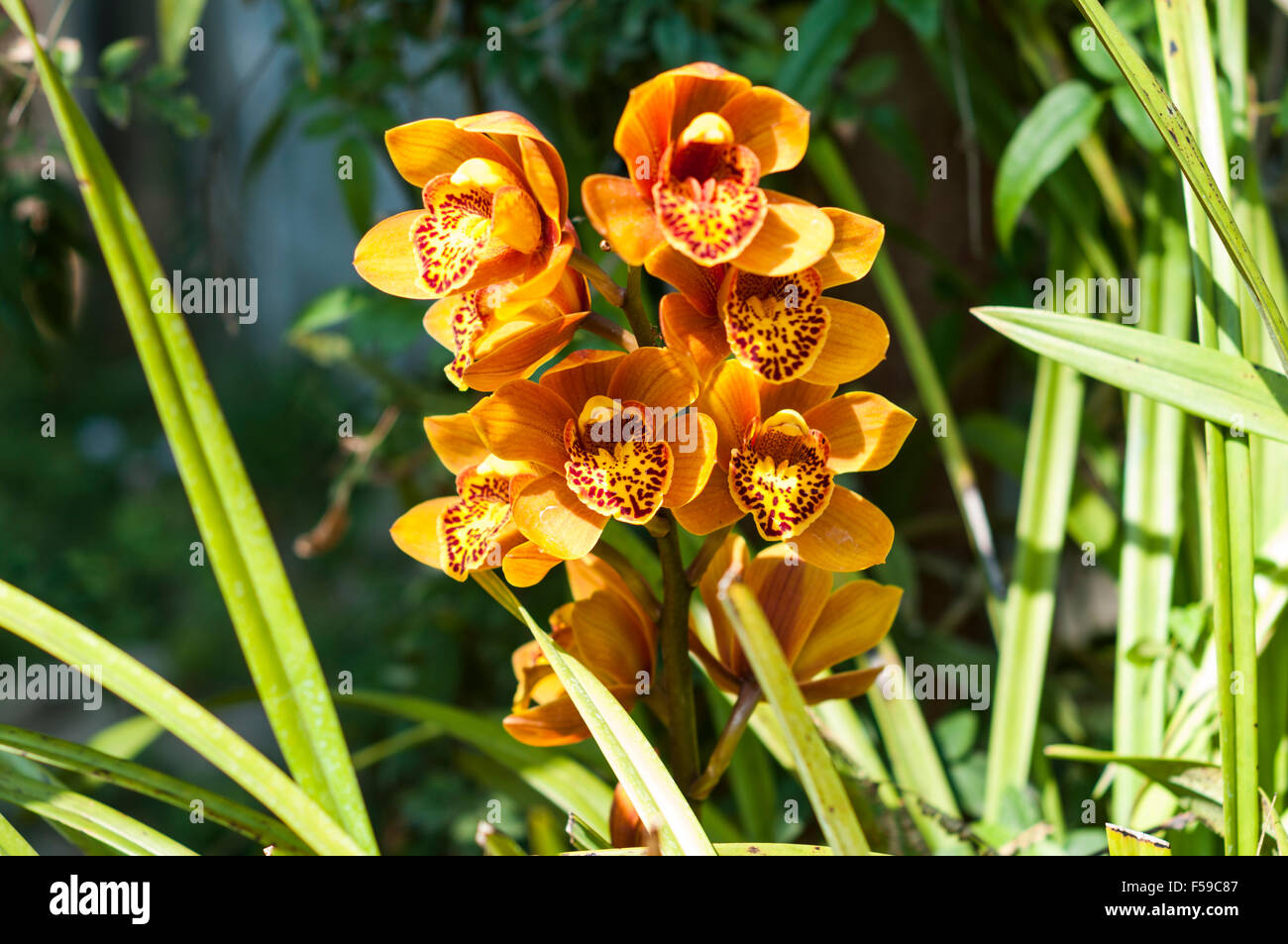 Dans l'orchidée Phalaenopsis Kandawgyi National Botanical Gardens de Pyin Oo Lwin (Maymyo), Région de Mandalay, Myanmar. Banque D'Images