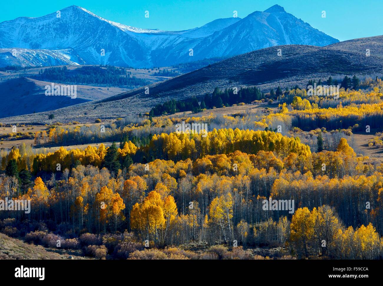 Couleurs d'automne explosent dans le sommet de Conway avec la toile de fond les montagnes de l'Ansel Adams Wilderness et le Parc National Yosemite en Californie, comté de Mono. Banque D'Images