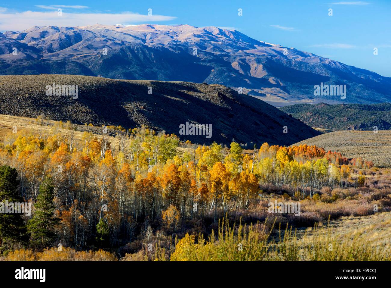 Couleurs d'automne explosent dans le sommet de Conway avec la toile de fond les montagnes de l'Ansel Adams Wilderness et le Parc National Yosemite en Californie, comté de Mono. Banque D'Images