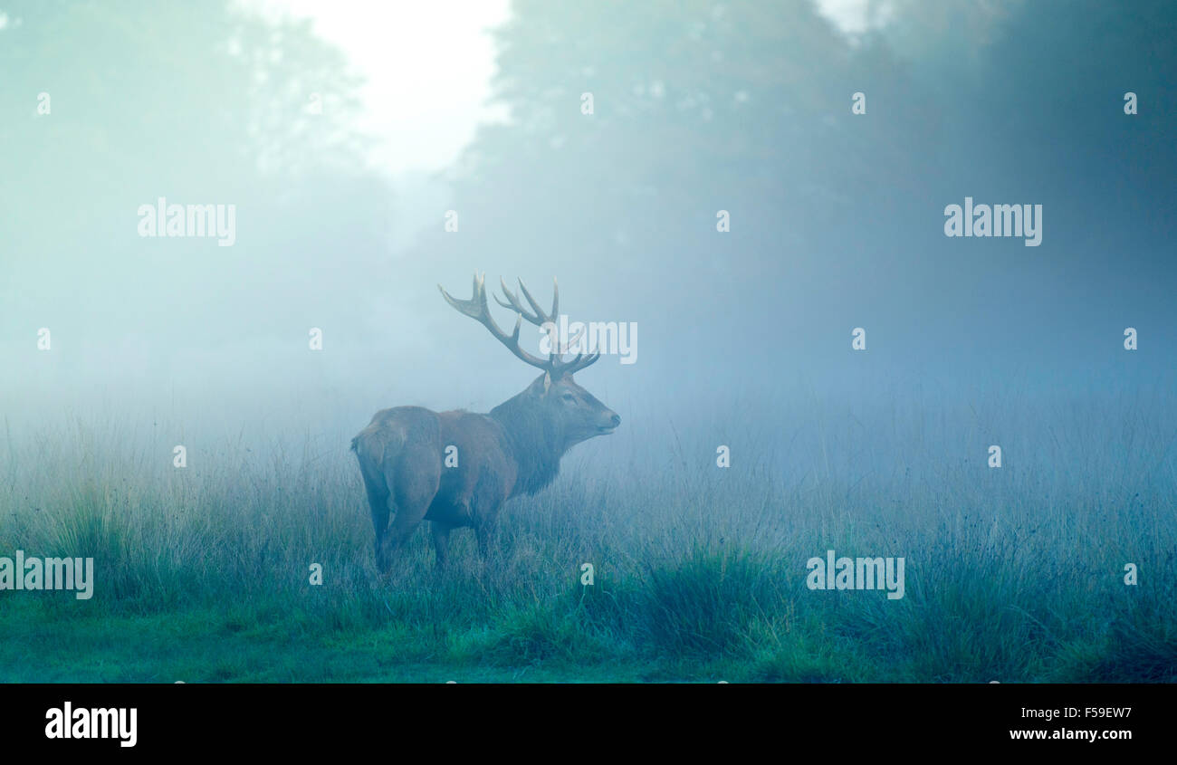 Red Deer Stag dans la brume matinale Banque D'Images