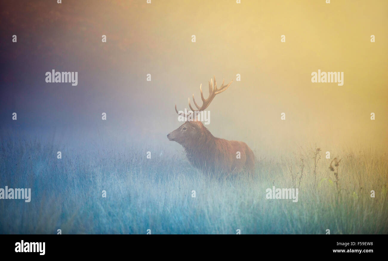 Red Deer Stag dans la brume matinale Banque D'Images