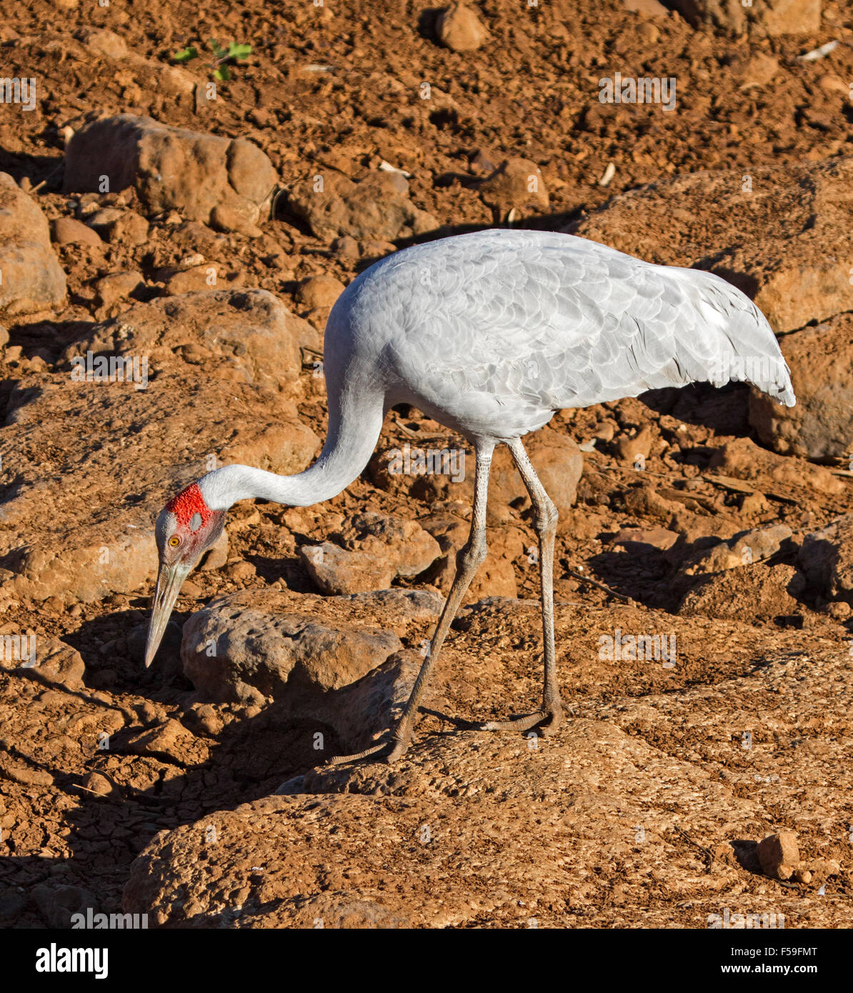 Grue Brolga, Australiens, Grus rubicunda, grand oiseau gris élégant marche sur sol rouge sec de lit de rivière dans l'outback Queensland Banque D'Images