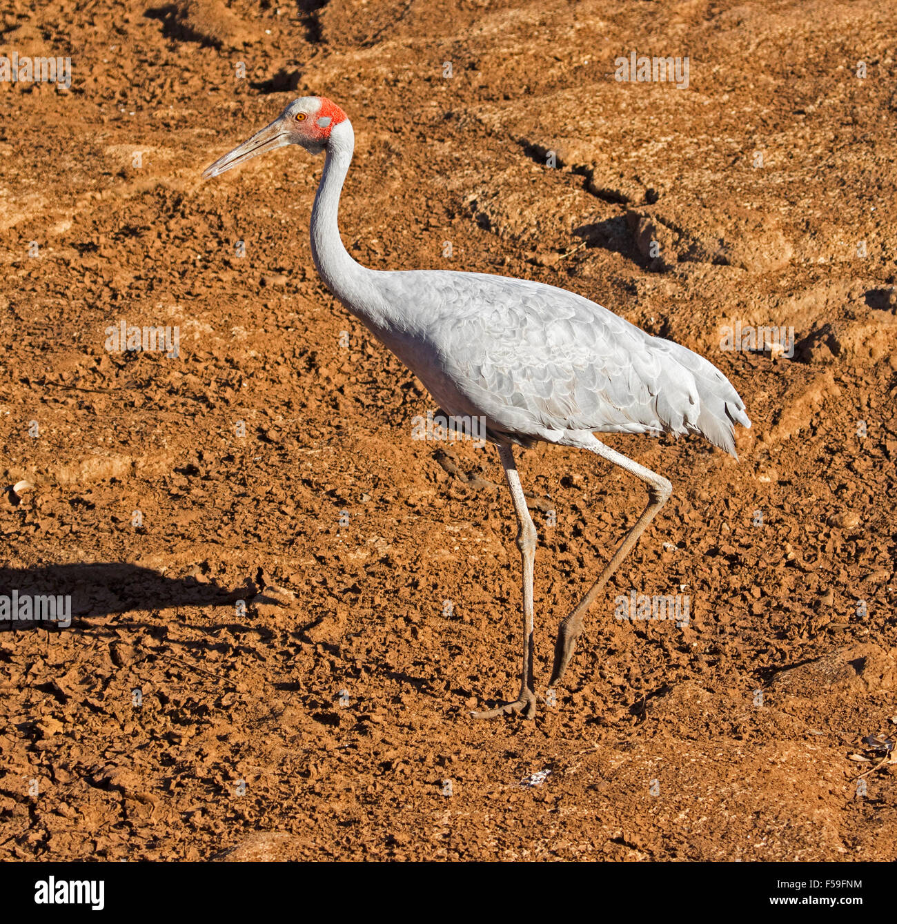 Grue Brolga, Australiens, Grus rubicunda, grand oiseau gris élégant marche sur sol rouge sec de lit de rivière dans l'outback Queensland Banque D'Images