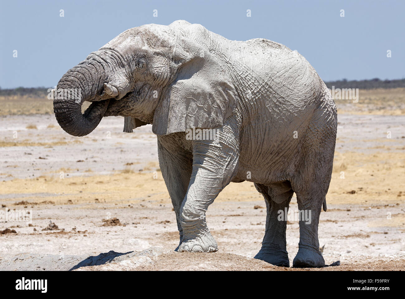 Gros éléphant mâle buvant dans un trou d'eau en Namibie Banque D'Images