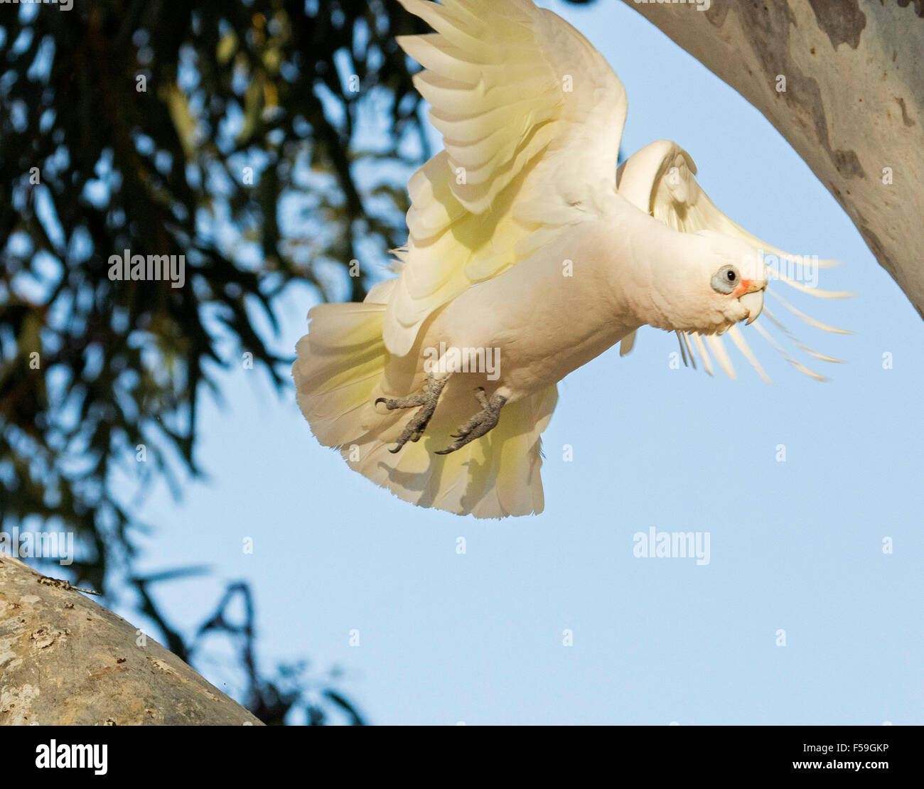 Peu de Corella, Cacatua sanguinea, cacatoès blanc en vol avec des plumes jaunes sous les ailes, sur fond de ciel bleu dans l'arrière-pays australien Banque D'Images