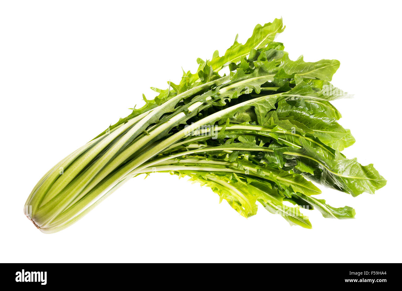 Salade de pissenlit ware, Italien Italie vert vert Alimentation saine Santé adapter la forme physique peu calorique, cuisine élégante, de préparation, de nouveau, Banque D'Images