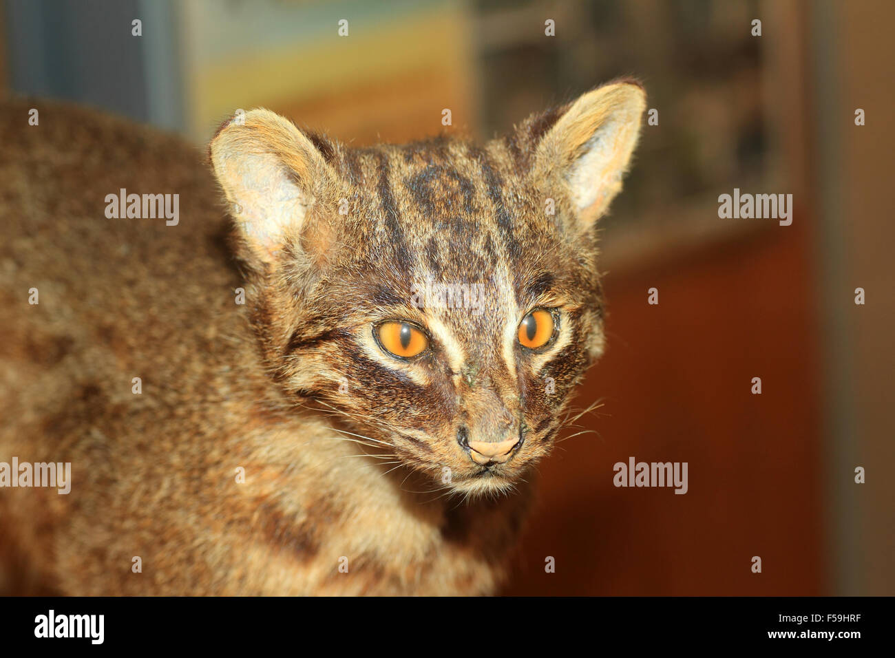 Chat sauvage d'Iriomote (Prionailurus bengalensis iriomotensis) au Japon Banque D'Images