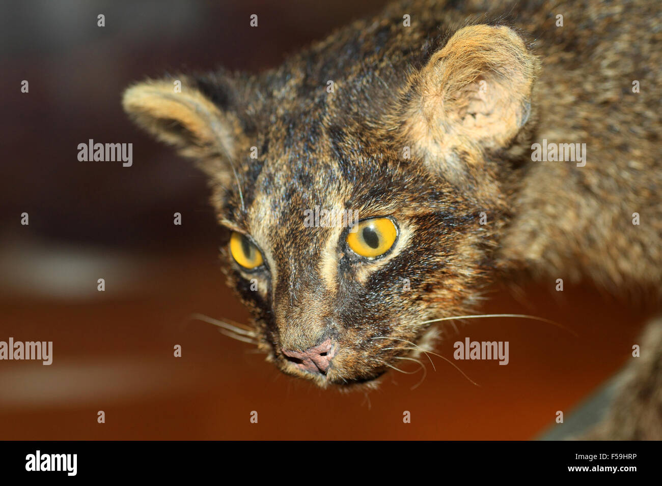 Chat sauvage d'Iriomote (Prionailurus bengalensis iriomotensis) au Japon Banque D'Images