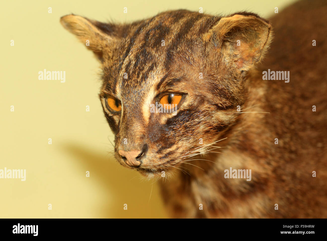 Chat sauvage d'Iriomote (Prionailurus bengalensis iriomotensis) au Japon Banque D'Images